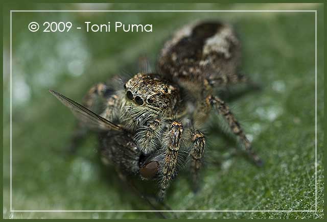 Yllenus vittatus